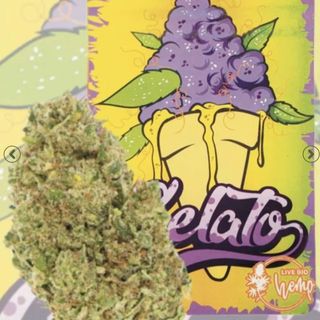 Gelato Hidropónica 1G