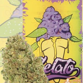 Gelato Hidropónica 5G