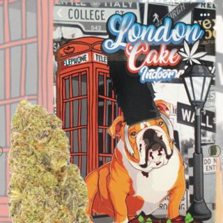 London Cake INDOOR 1G