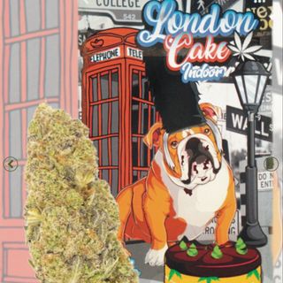 London Cake INDOOR 5G