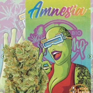 Amnesia hidropónica 10G