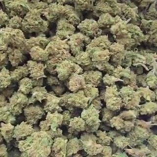 The Kusher 10G SAMURAI