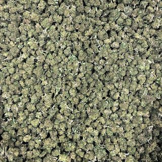 Og Pearl 10G SAMURAI