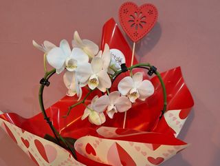 Maceta orquídea blanca forma corazón