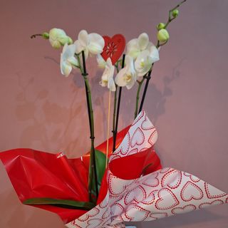 Maceta Orquídea Blanca