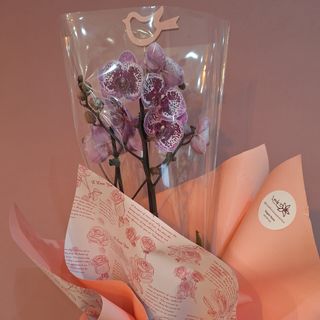 Maceta Orquídea Morada