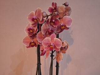 Maceta orquídea en tonos salmón