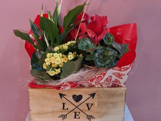 Centro de macetas en caja