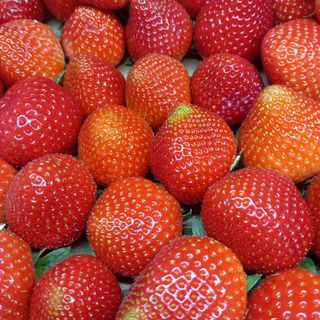 Fresones. 500 gramos