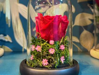 Cupula pequeña rosa preservada