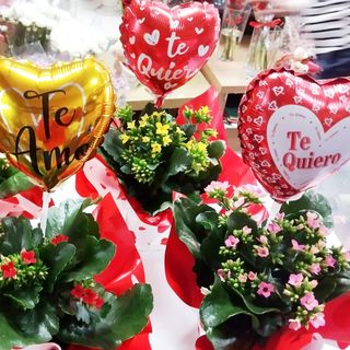 Kalanchoe con globo enamorado