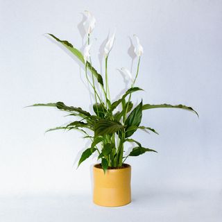 Spathiphyllum