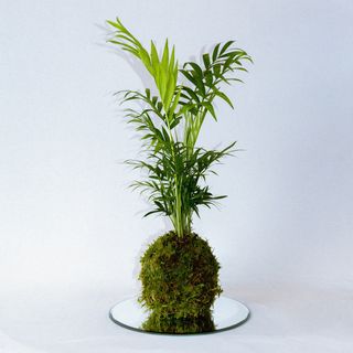 Chamaedorea Kokedama