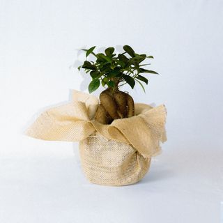 Ficus Ginseng