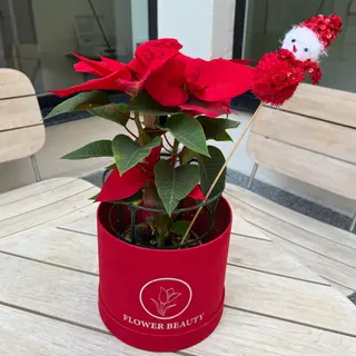 Luxury Christmas poinsettia 