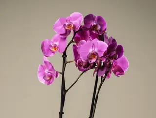 Orquídea premium