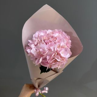 1 hortensias rosa