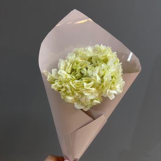 1 hortensia blanca