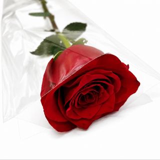 Rosa Roja