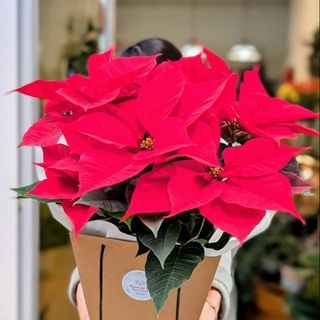 Ponsetia grande con caja de regalo