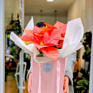 Ponsetia de colores con envoltorio de regalo