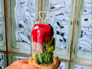 Cúpula de rosa eternamente bella