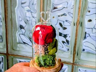 Cúpula de rosa eternamente bella