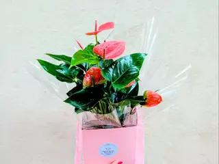 Anthurium