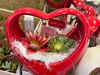 composición con suculentas