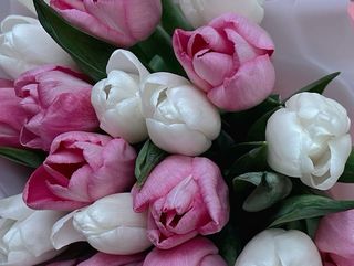 Tulipanes mix 21 un.