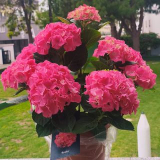 Hortensia