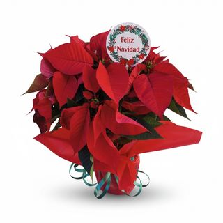 Planta de Flor de Pascua 