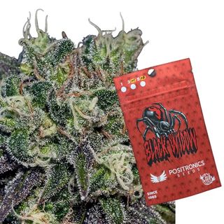 Black Widow 1 semilla *positronic seeds*