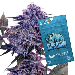 Blue Rhino 1 semilla *positronics seeds*