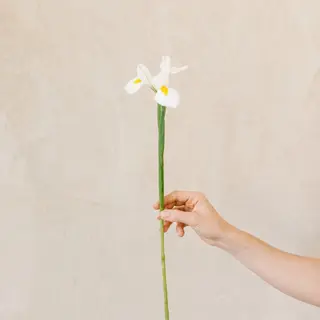 Ramo de 12 iris blancos