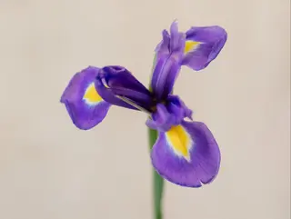Ramo de 12 iris azules