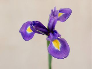 Ramo de 12 iris azules