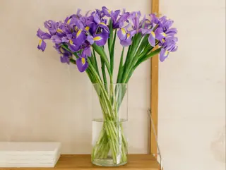Ramo de 24u de iris azules