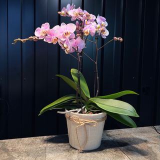 Phalaenopsis con maceta