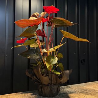 Anthurium 65/40