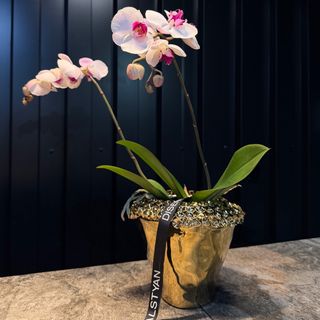 Phalaenopsis con jarron cerámica