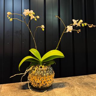Phalaenopsis con maceta cerámica