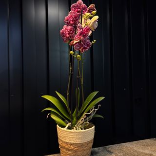 Phalaenopsis purpura con maceta