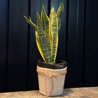 Sanseviera 55/20