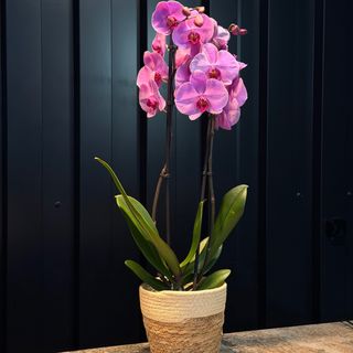 Phalaenopsis purpura con maceta