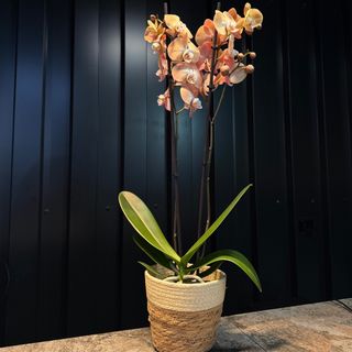 Phalaenopsis melocotón con maceta