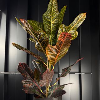 Croton Ramificat de ARAIK GALSTYAN