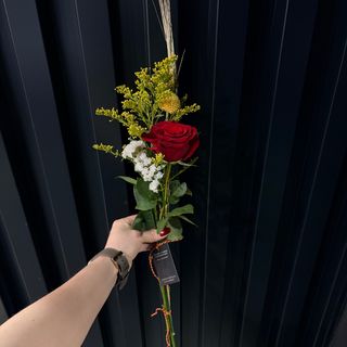 Rosa para Sant Jordi