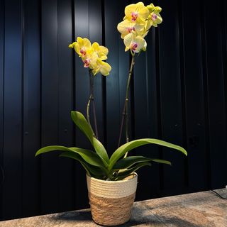 Phalaenopsis amarillo con maceta