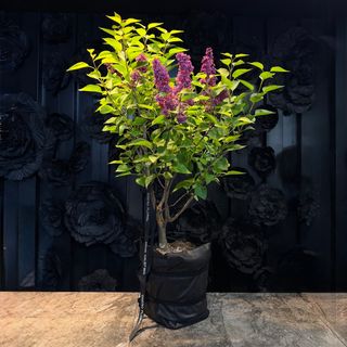 Planta Lila de ARAIK GALSTYAN